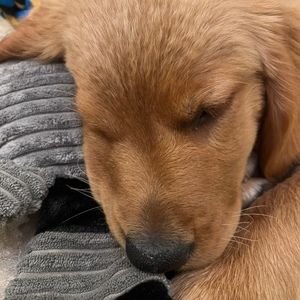 Meet your Posher, Cherry